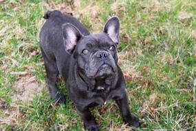 black dog on the grass