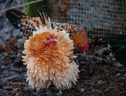fluffy feathery hen in a zoo