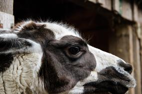 Lama Mammal Animal