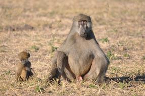 Wildlife Monkey Primate