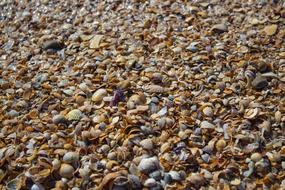 Seashells Sea Water
