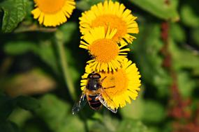 insect on yellow flowers in the garden