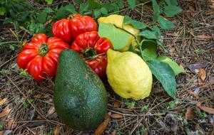 cute vegetables on the ground