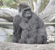 gray gorilla at the zoo