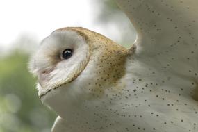 Owl Determination Flying