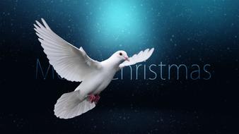 christmas cease fire bird