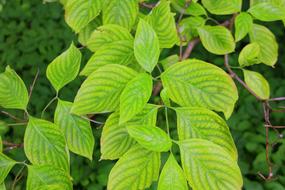 Leaves Green Background