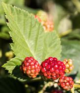 unripe blackberries in the garden