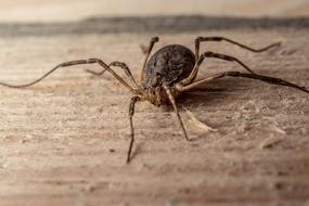 spider on a wooden board, close-up