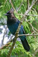 Bluejay Bird Canada
