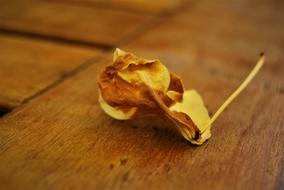 dry leaf on the bench