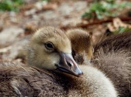 Wild Goose Chicks Water Bird