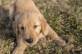 Golden Retriever Puppy Young