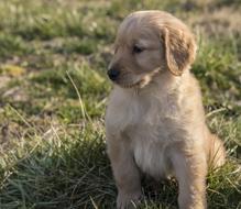 Golden Retriever Young Puppy