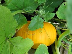 pumpkin hidden in the foliage
