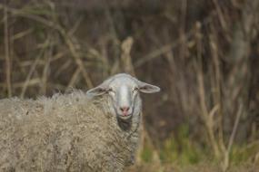 Sheep Animal looking at camera