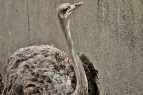 beautiful ostrich in the zoo