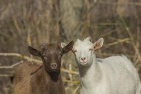 Goat Kid Animal