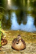 Duck Animal Bird