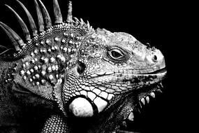 Iguanas Background Black And White