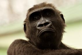 Gorilla Monkey Animal