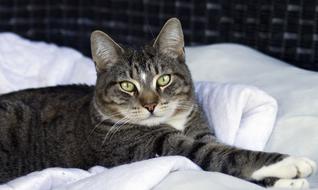 grey white Cat staring from bed