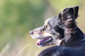 Fluffy happy dog