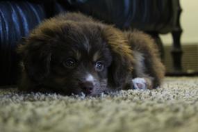 Dog Pet Cute