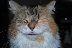 Calico Fluffy Cat