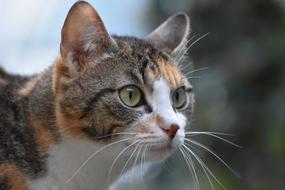 cat concentrated face