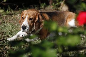 Dog Beagle Pet in garden