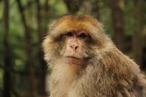 Barbary Ape Makake Monkey