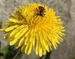 Insect Nature Flower