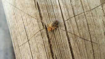 Insect Arthropod