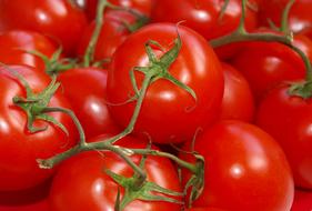 juicy farm tomatoes