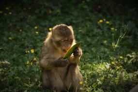 Barbary Ape Endangered Species