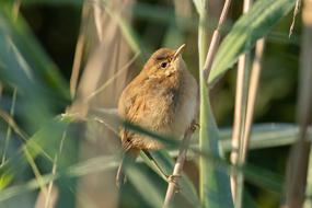 The Pond-Tube-Singer Bird in garden