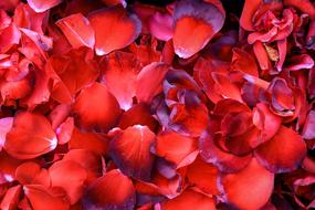 Rose Petals Romantic