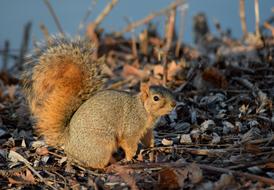 Squirrel sits on ground close up