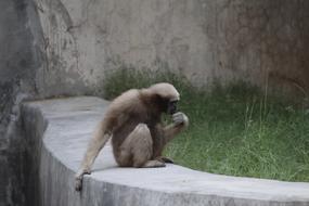 Monkey Zoo Wildlife