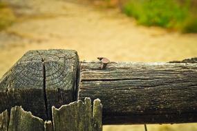 Fence Wood