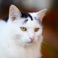 angry black and white cat in the house