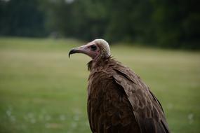 Bird Feather Animal