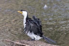 Bird Wildlife Water