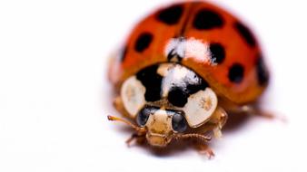 Insect Biology Little
