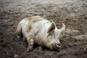 dirty Pig Sow Animal