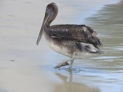 Pelican Beach Summer