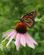 Butterfly Monarch Insect