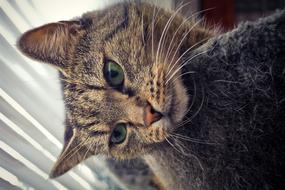 Animal Cat Pet