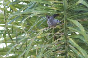 Sanhaçu-Do-Coqueiro Bird Brazil